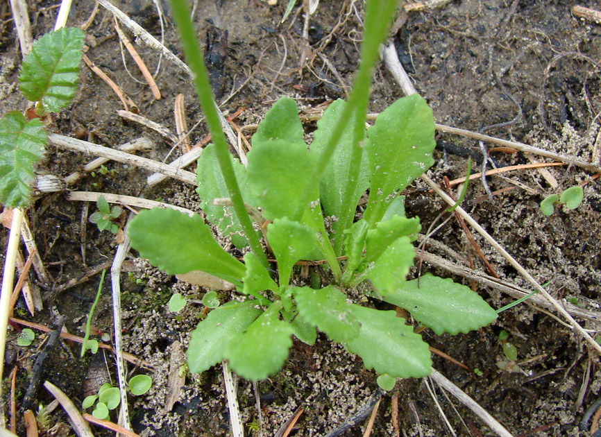 Image of Primula serrata specimen.