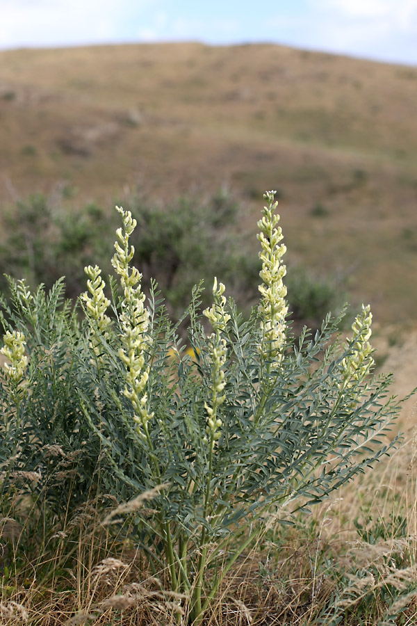 Image of Pseudosophora alopecuroides specimen.