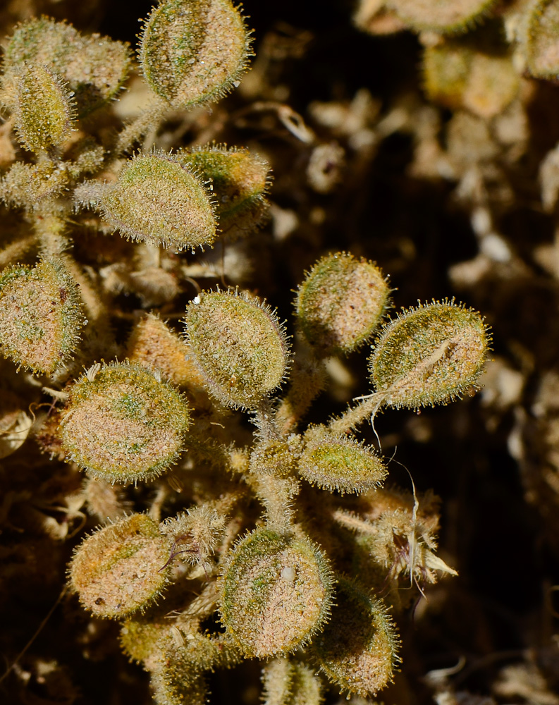 Image of Cleome droserifolia specimen.