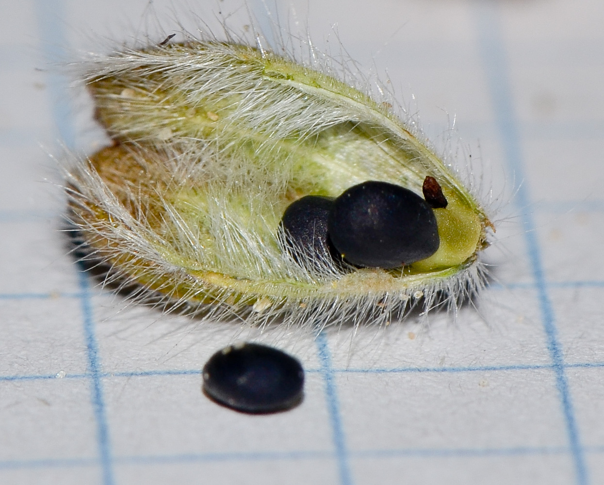 Image of Salvia lanigera specimen.