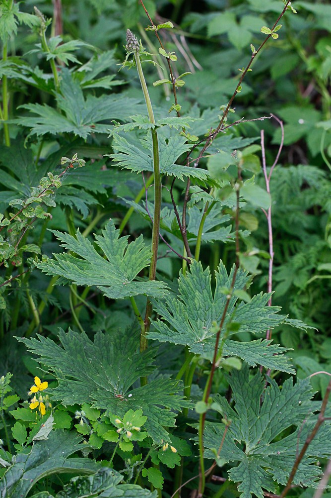 Image of Aconitum septentrionale specimen.