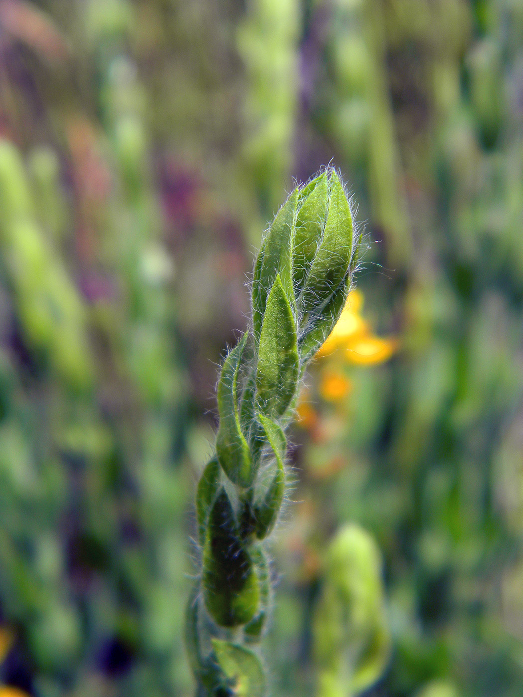 Image of Genista germanica specimen.