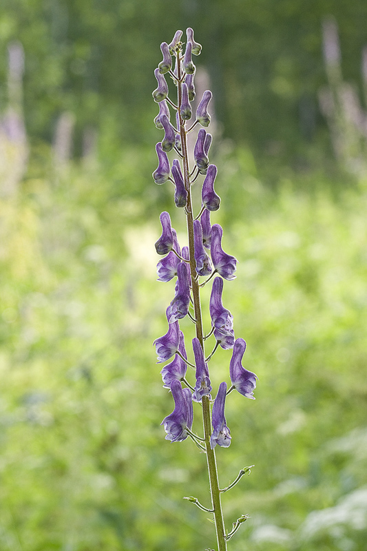 Изображение особи Aconitum septentrionale.