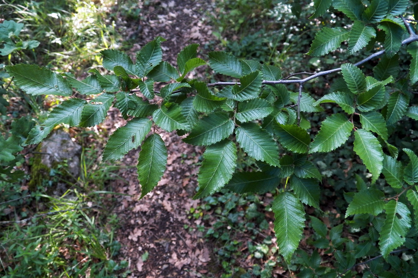 Image of Ostrya carpinifolia specimen.