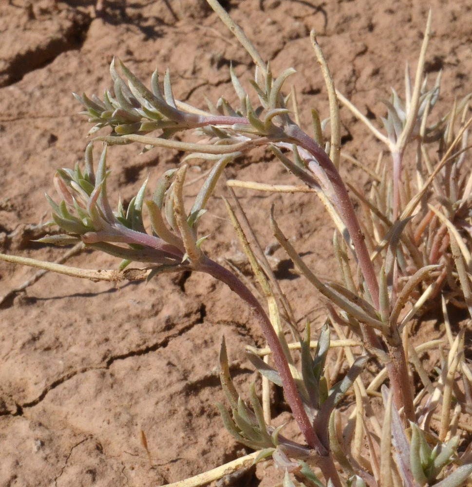 Image of Petrosimonia brachiata specimen.