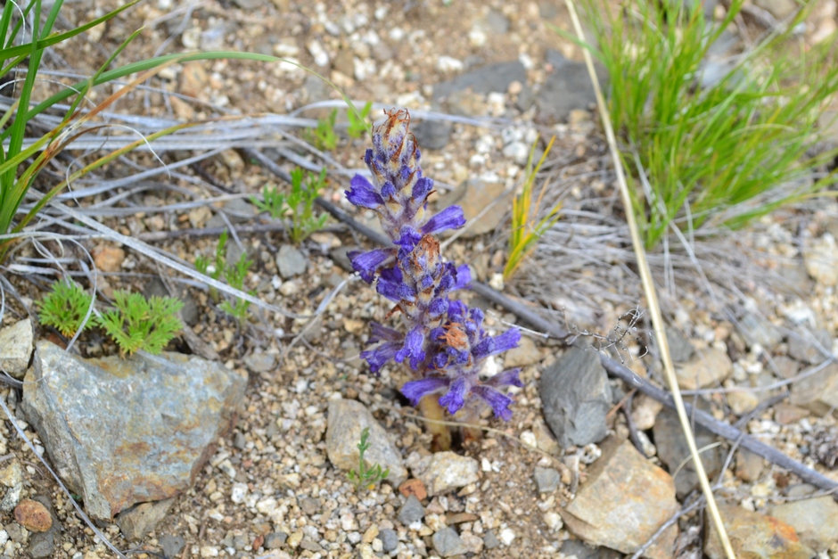 Изображение особи Orobanche coerulescens.