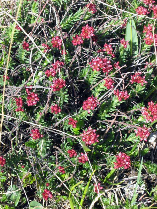 Image of Rhodiola coccinea specimen.