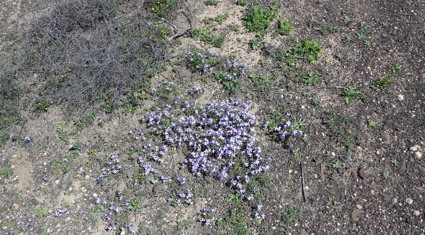 Изображение особи Matthiola fruticulosa var. bolleana.