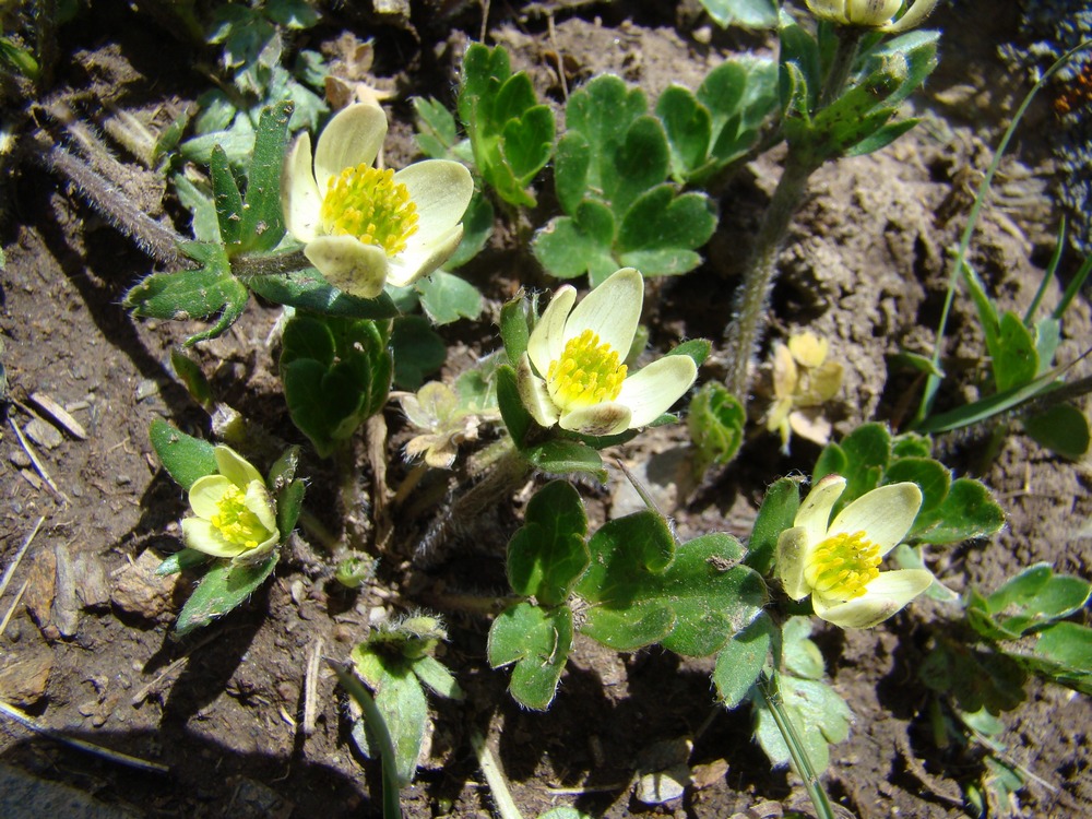 Image of Pulsatilloides obtusiloba specimen.