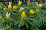 Eranthis hyemalis