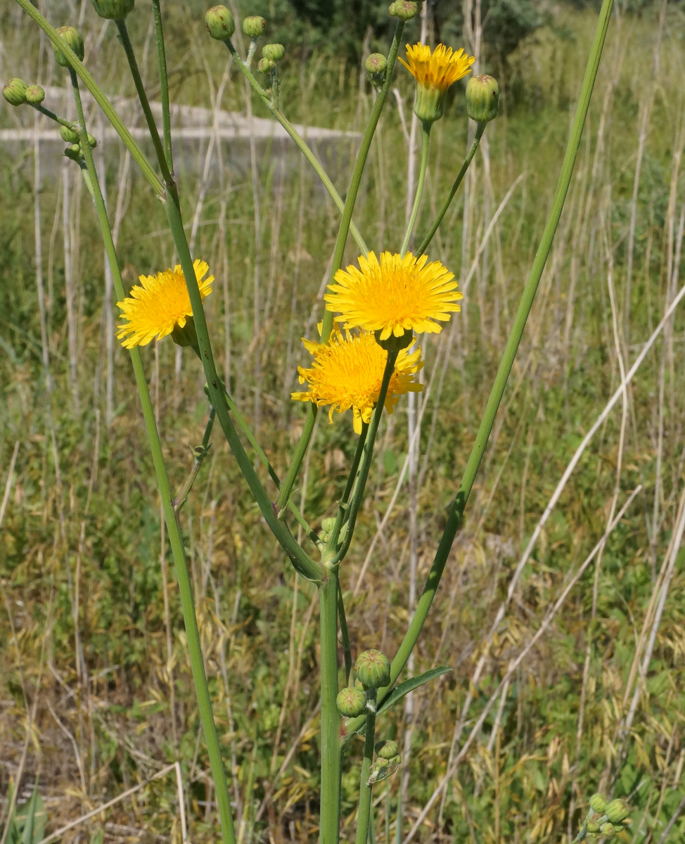 Image of Sonchus arvensis ssp. uliginosus specimen.