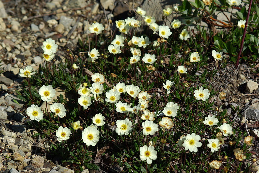 Image of Dryas crenulata specimen.