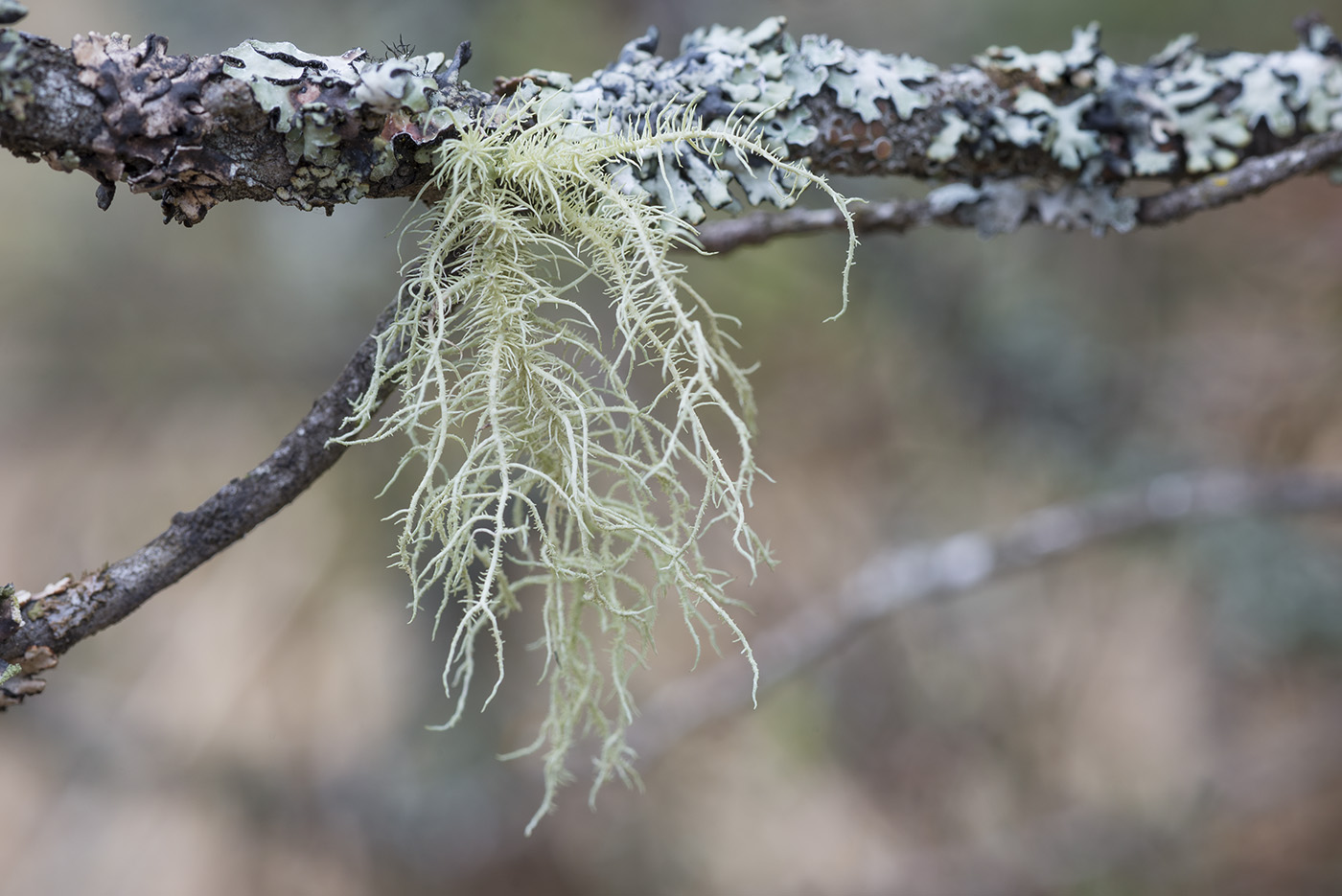 Image of Usnea hirta specimen.