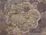 Lecanora muralis