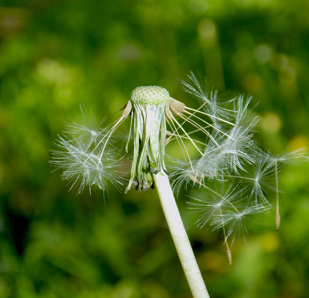 Image of Taraxacum microlobum specimen.