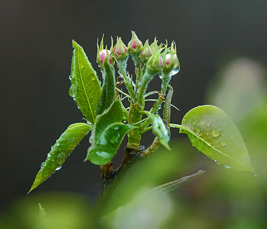 Изображение особи Pyrus communis.