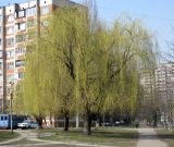 Salix babylonica. Распускающееся дерево на городской улице. Киев, ул. Булгакова. 8 апреля 2010 г.