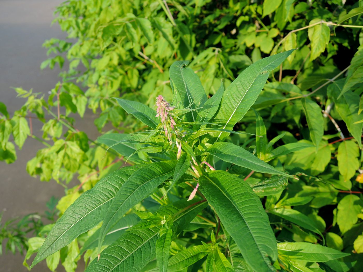 Image of Chamaenerion angustifolium specimen.