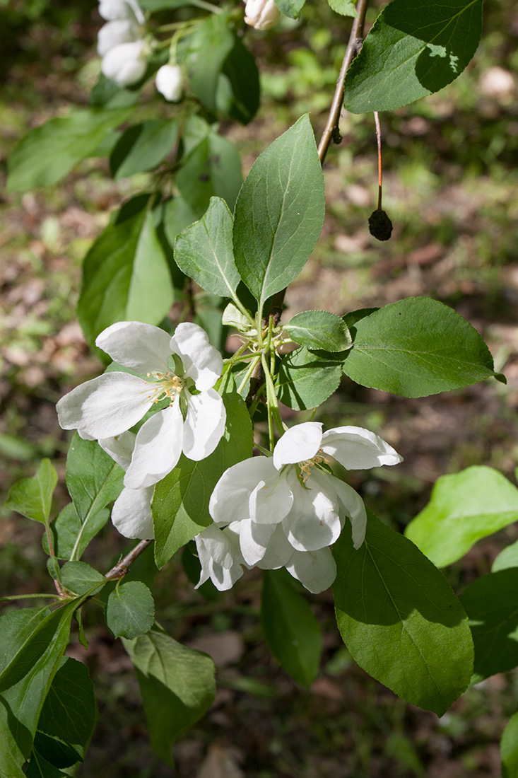 Image of Malus prunifolia specimen.