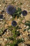 Echinops armatus. Верхушки побегов с соцветиями. Крым, Севастополь, пос. Любимовка, прибрежная полоса. 16.07.2017.