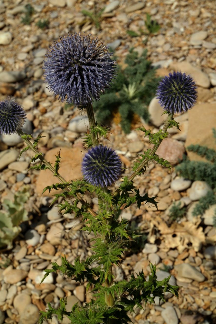 Image of Echinops sphaerocephalus specimen.