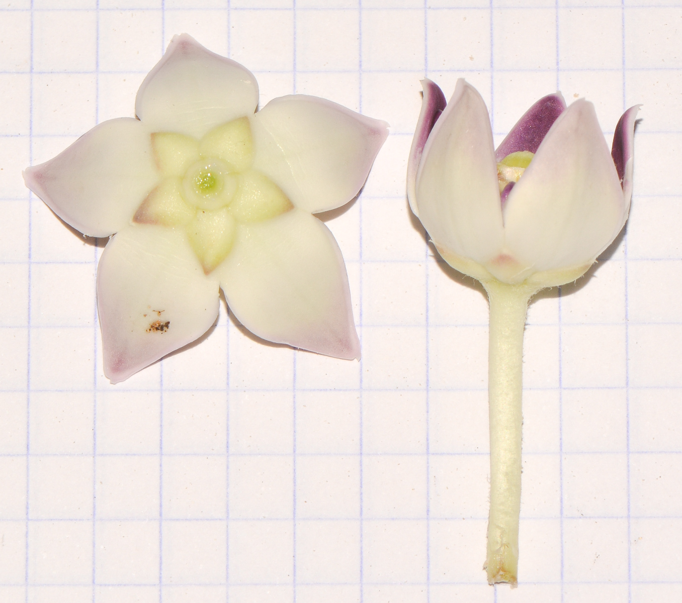 Image of Calotropis procera specimen.