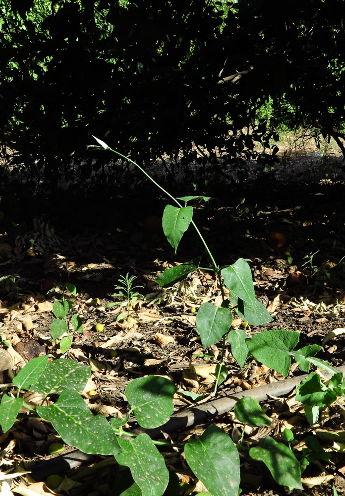 Image of Araujia sericifera specimen.