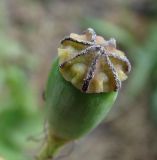 Papaver stevenianum. Коробочка. Север Кубани, станица Шкуринская, на завезённой земле сквера. 03.05.2010.