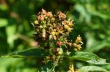 Lysimachia vulgaris. Соплодие с незрелыми плодами. Восточный Казахстан, г. Усть-Каменогорск, правый берег р. Иртыш, заболоченный луг. 03.08.2017.