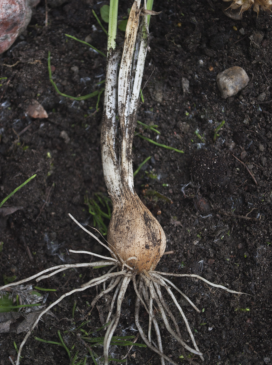 Image of Iridodictyum reticulatum specimen.