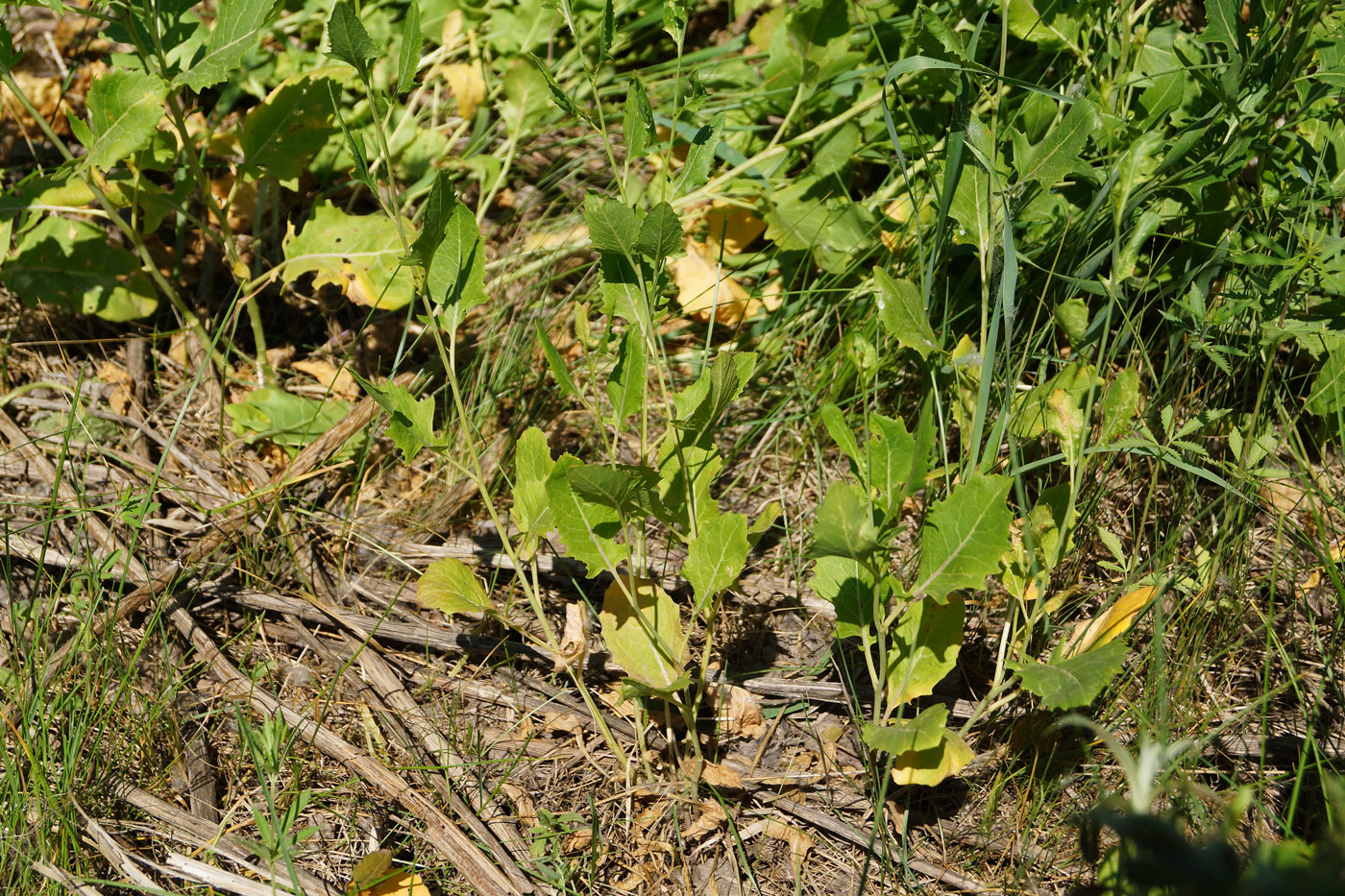 Image of Sisymbrium volgense specimen.