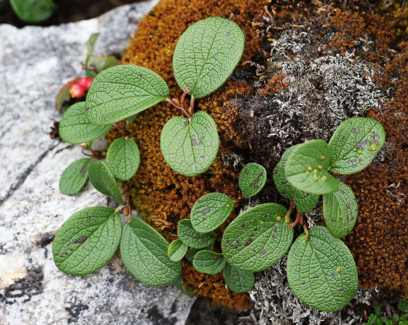 Image of Salix reticulata specimen.