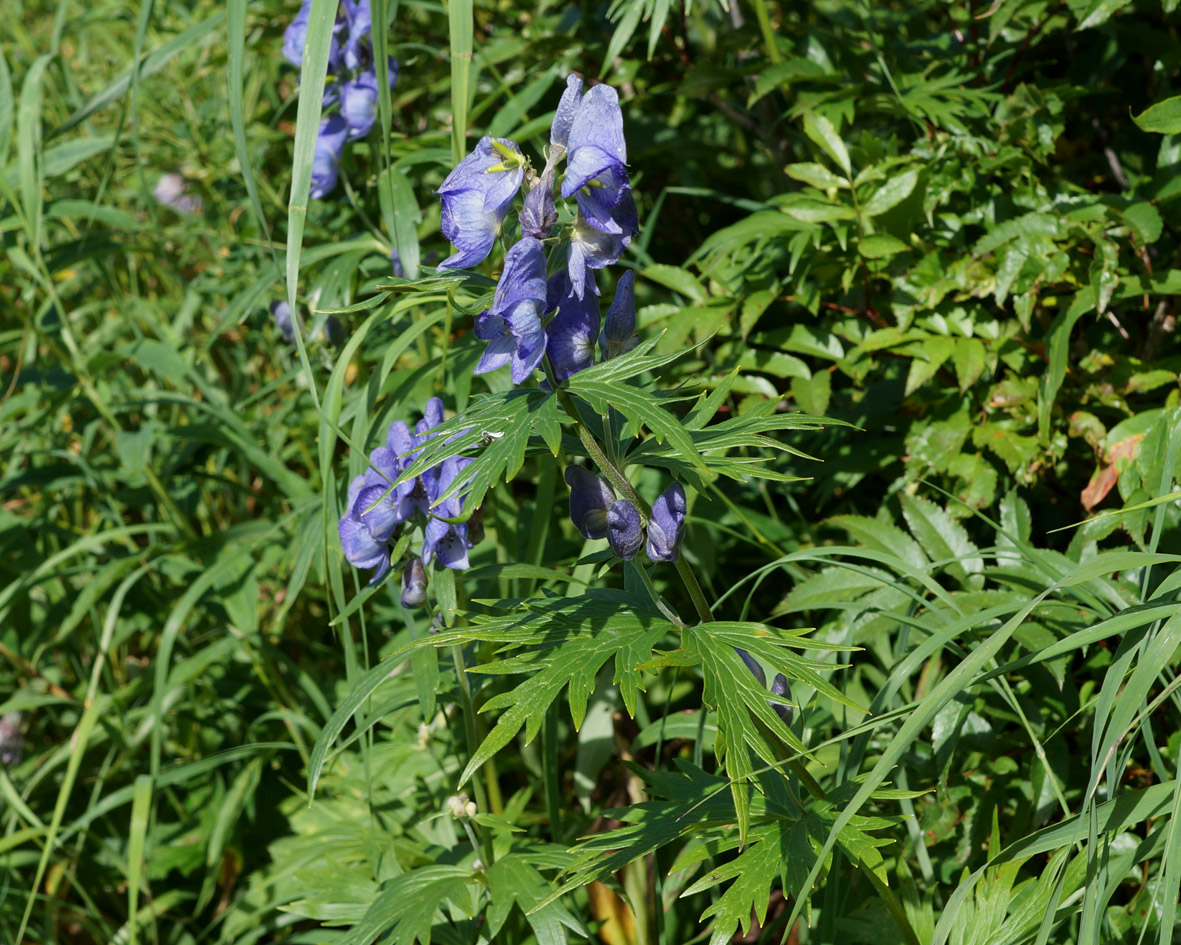 Image of Aconitum maximum specimen.