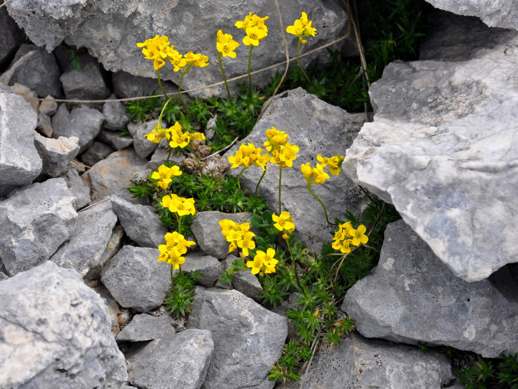 Image of Draba scabra specimen.