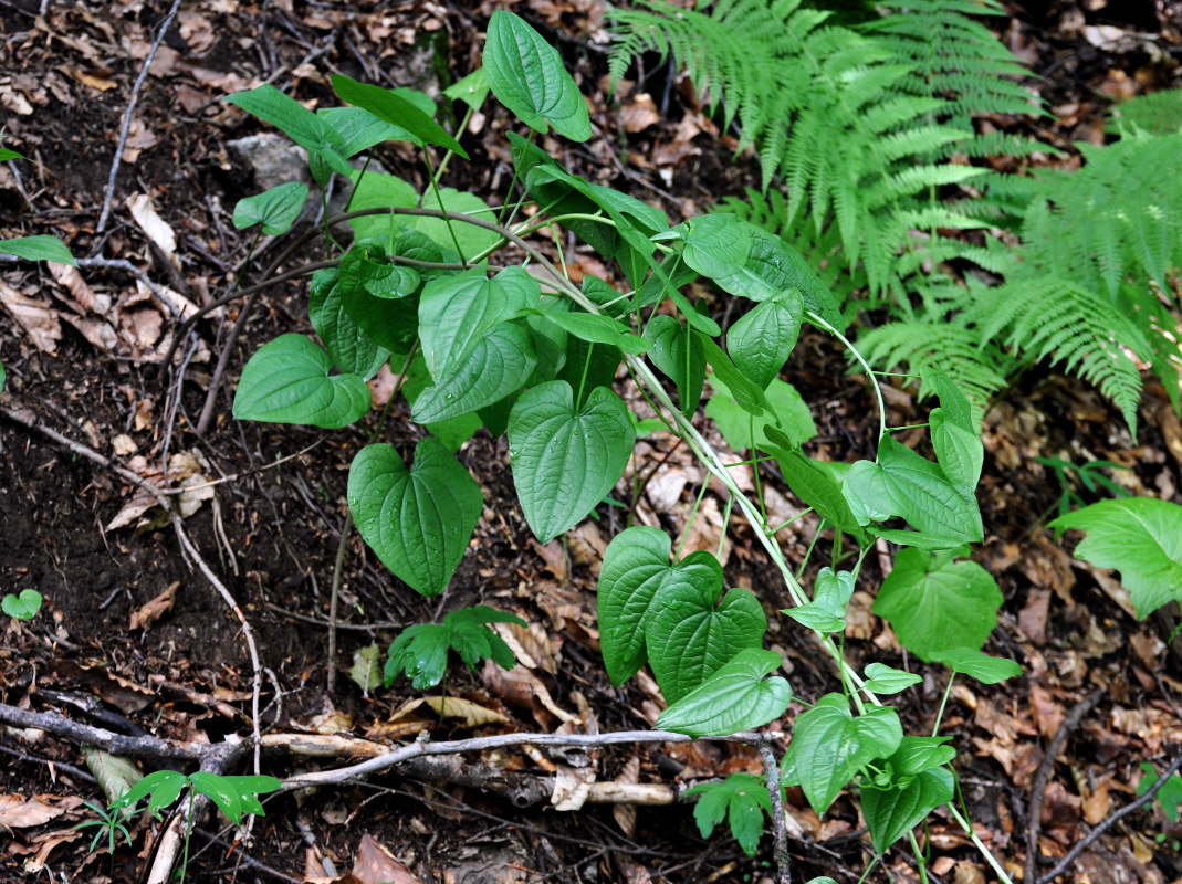 Image of Tamus communis specimen.