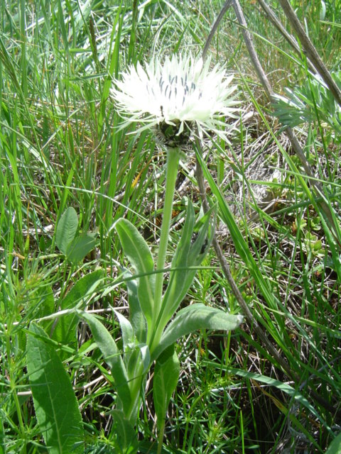 Image of Centaurea cheiranthifolia specimen.