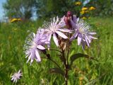 Lactuca sibirica. Распустившиеся и нераспустившиеся соцветия. Магаданская обл., окр. г. Магадан, разнотравная поляна вблизи устья р. Магаданка. 03.08.2017.