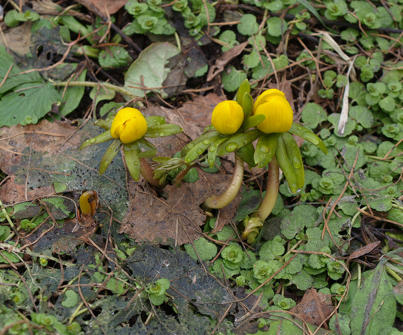 Image of Eranthis hyemalis specimen.