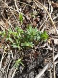 Trifolium pacificum