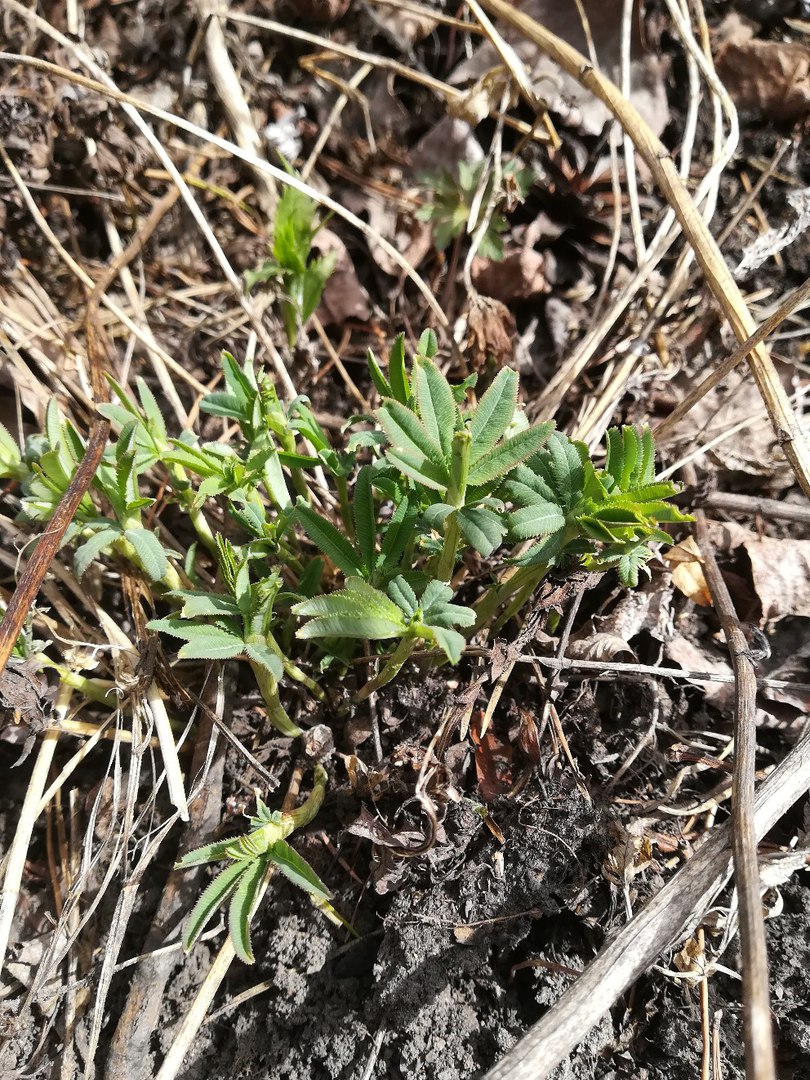 Image of Trifolium pacificum specimen.