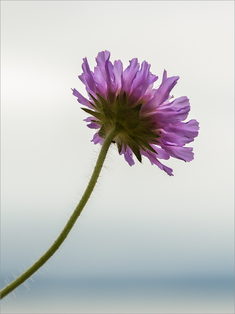 Image of Knautia arvensis specimen.