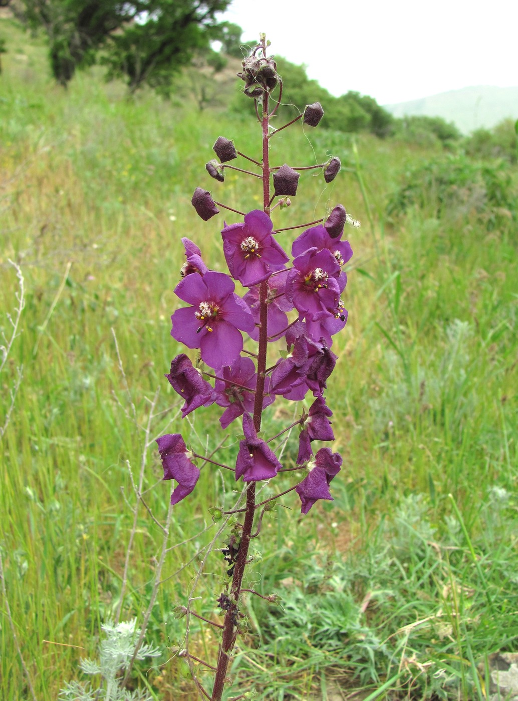 Image of Verbascum phoeniceum specimen.