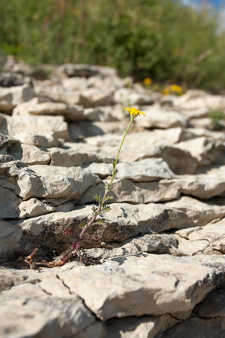 Image of Anthemis tinctoria specimen.