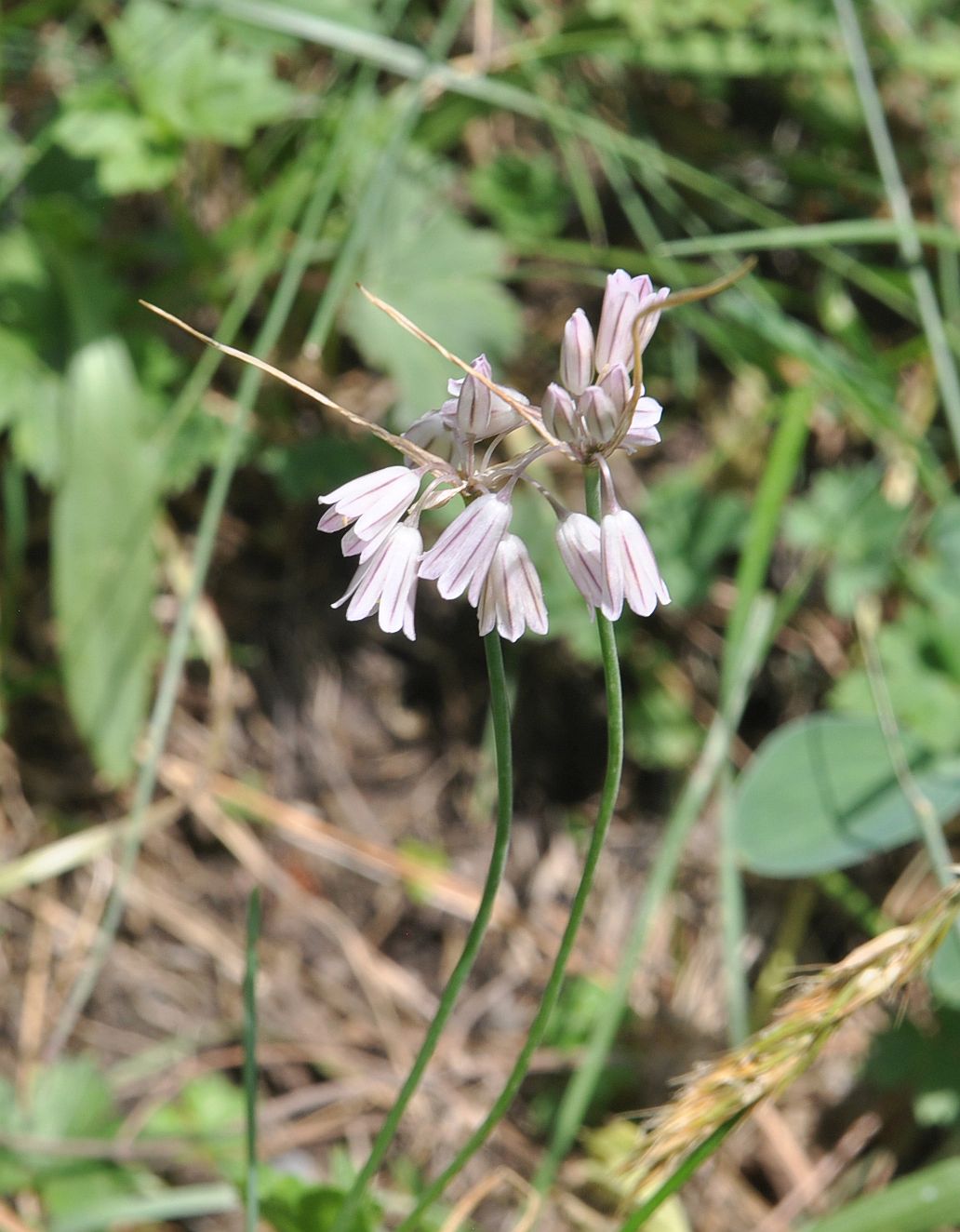 Image of Allium kunthianum specimen.