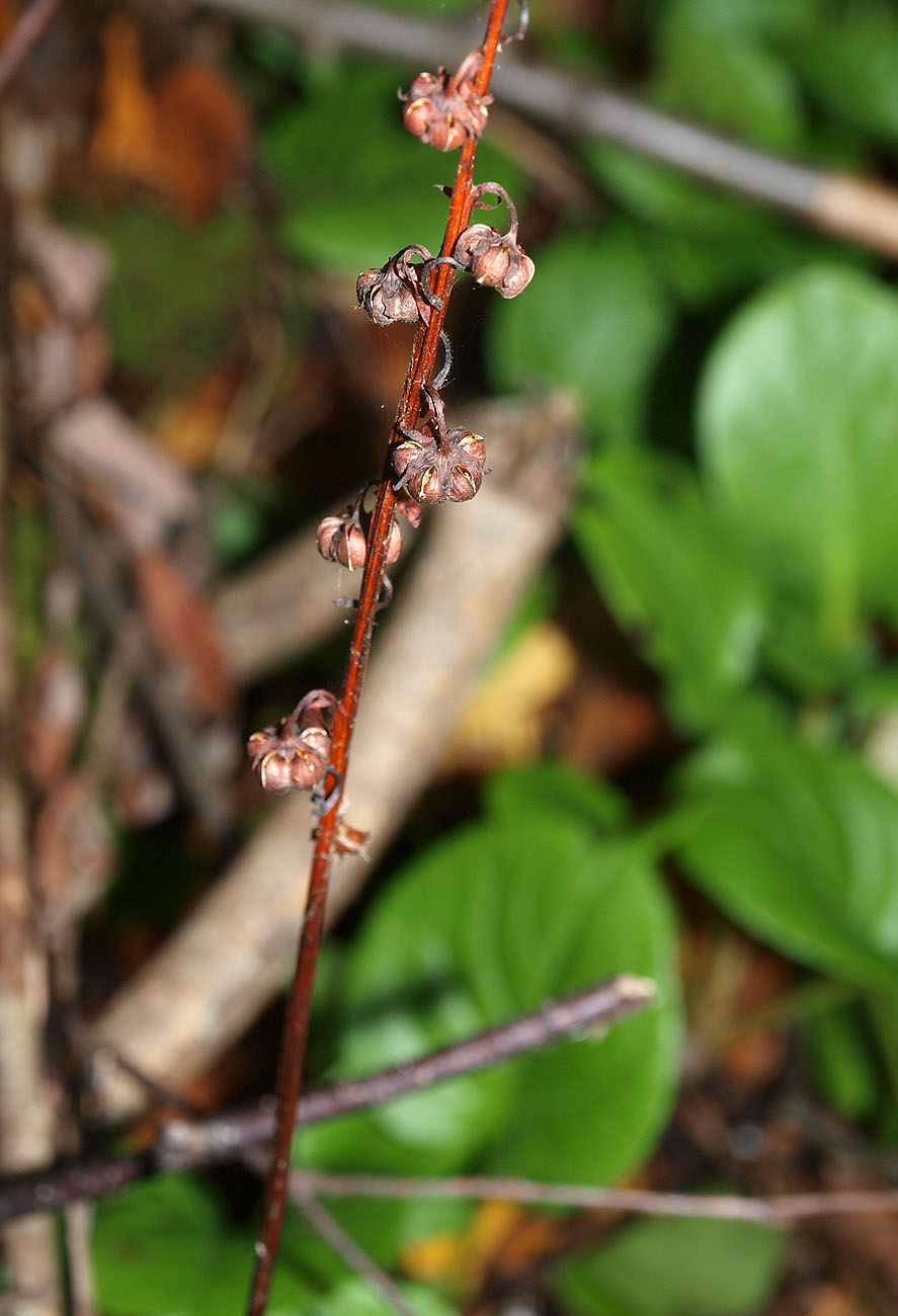 Image of Pyrola rotundifolia specimen.