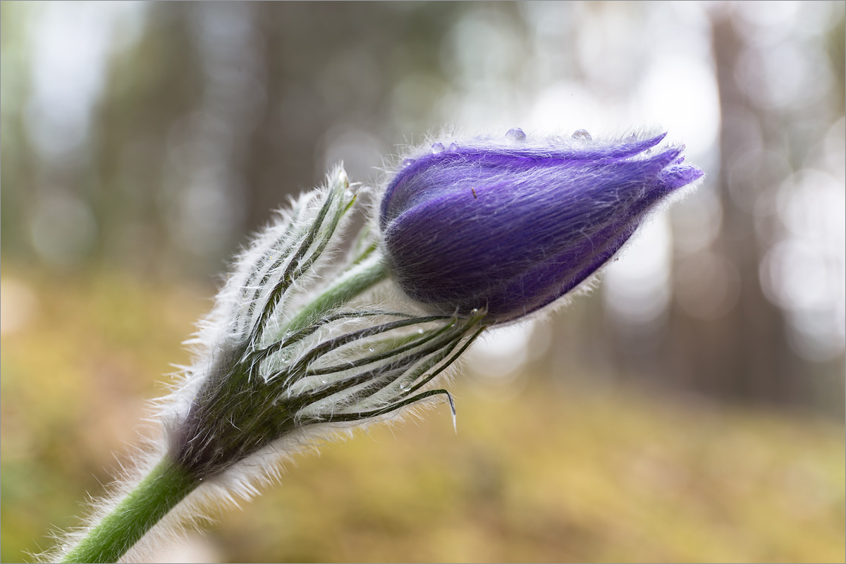 Image of Pulsatilla patens specimen.