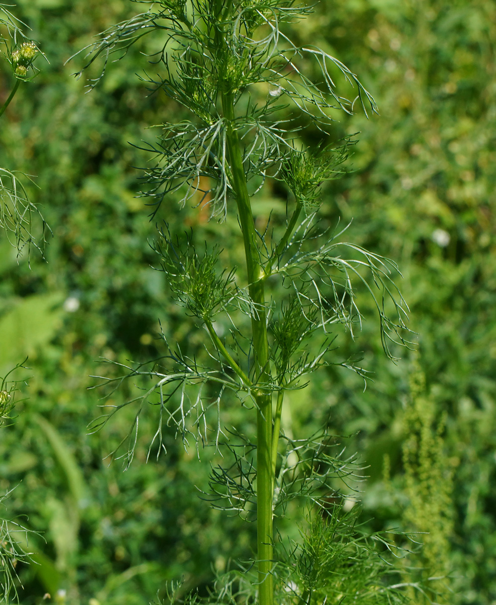 Изображение особи Tripleurospermum inodorum.