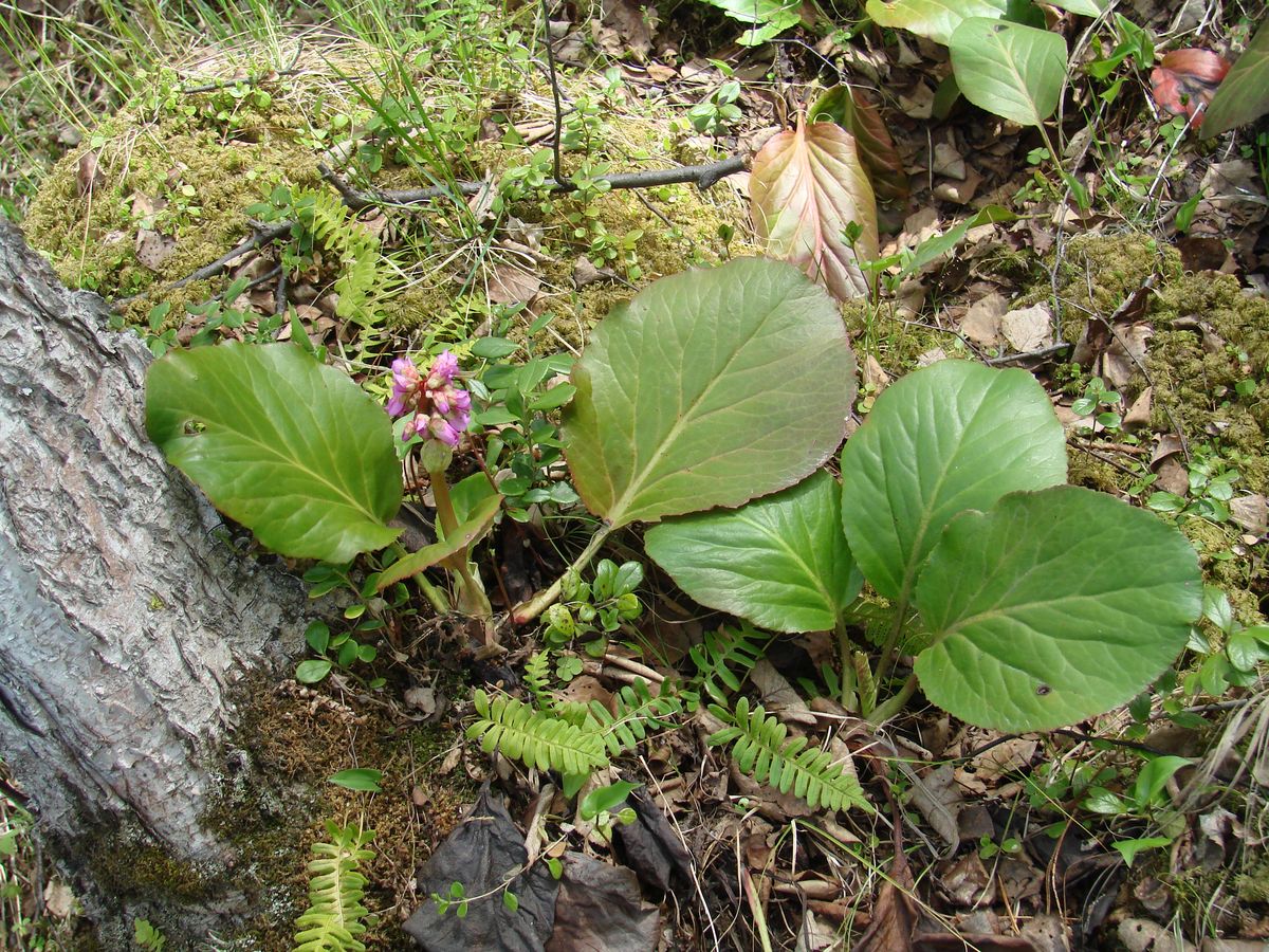 Image of Bergenia crassifolia specimen.