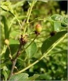 Cerasus fruticosa. Часть побега с созревающим плодом. Удмуртия, Завьяловский р-он, окр. д. Поварёнки. 13 июня 2010 г.