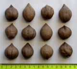 Juglans разновидность cordiformis